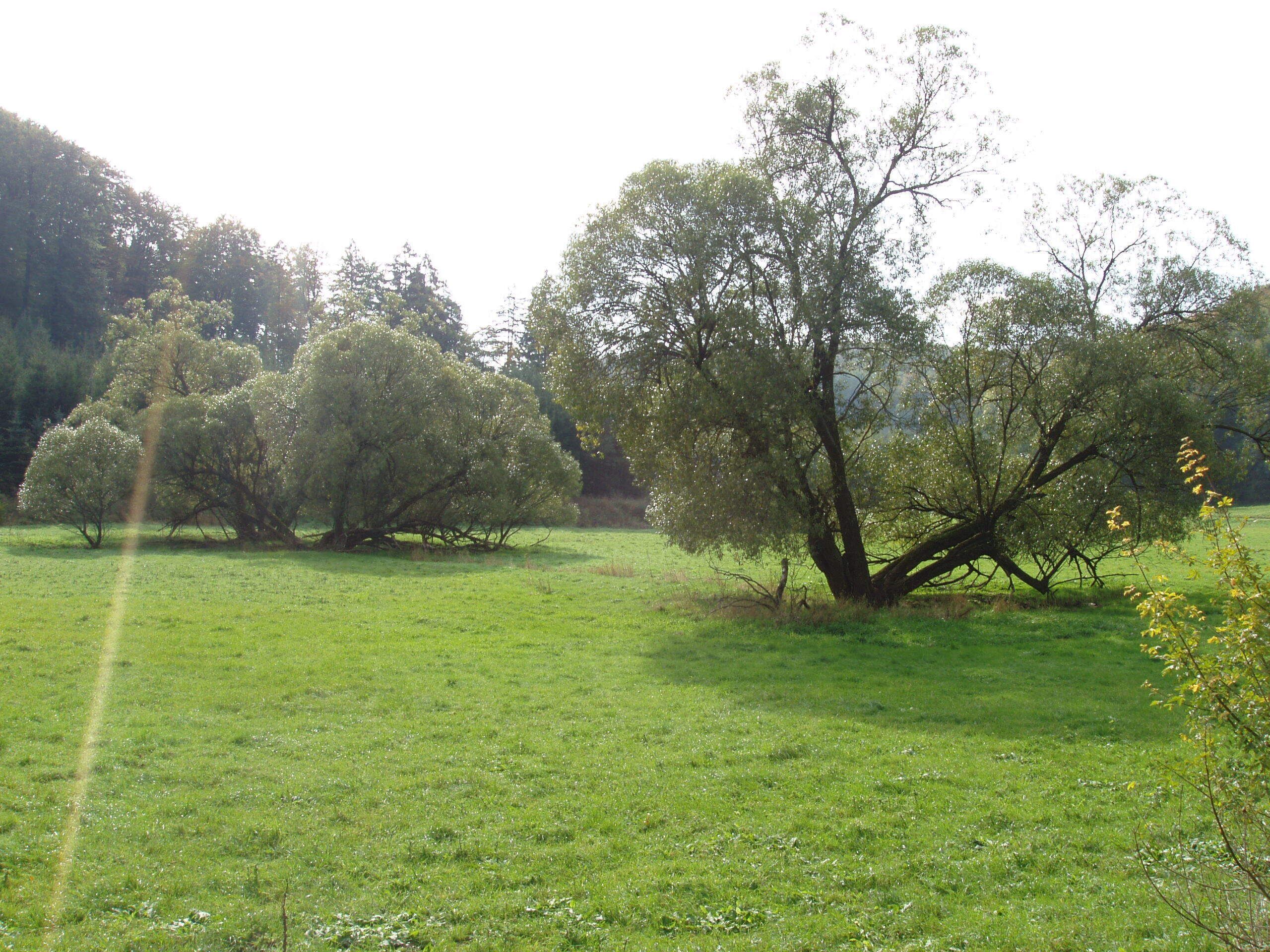 A grassy field with several trees and a clear sky.