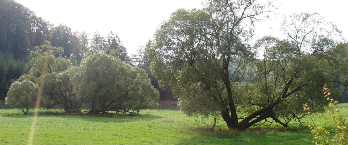 A grassy field with several trees and a clear sky.