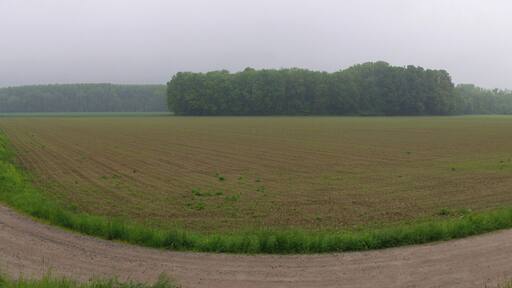 Dieses NSG liegt an der Donau bei Kleinschwarzach. Diese Foto zeigt das Wäldchen mit der Graureiherkolonie. NSG-00338.01