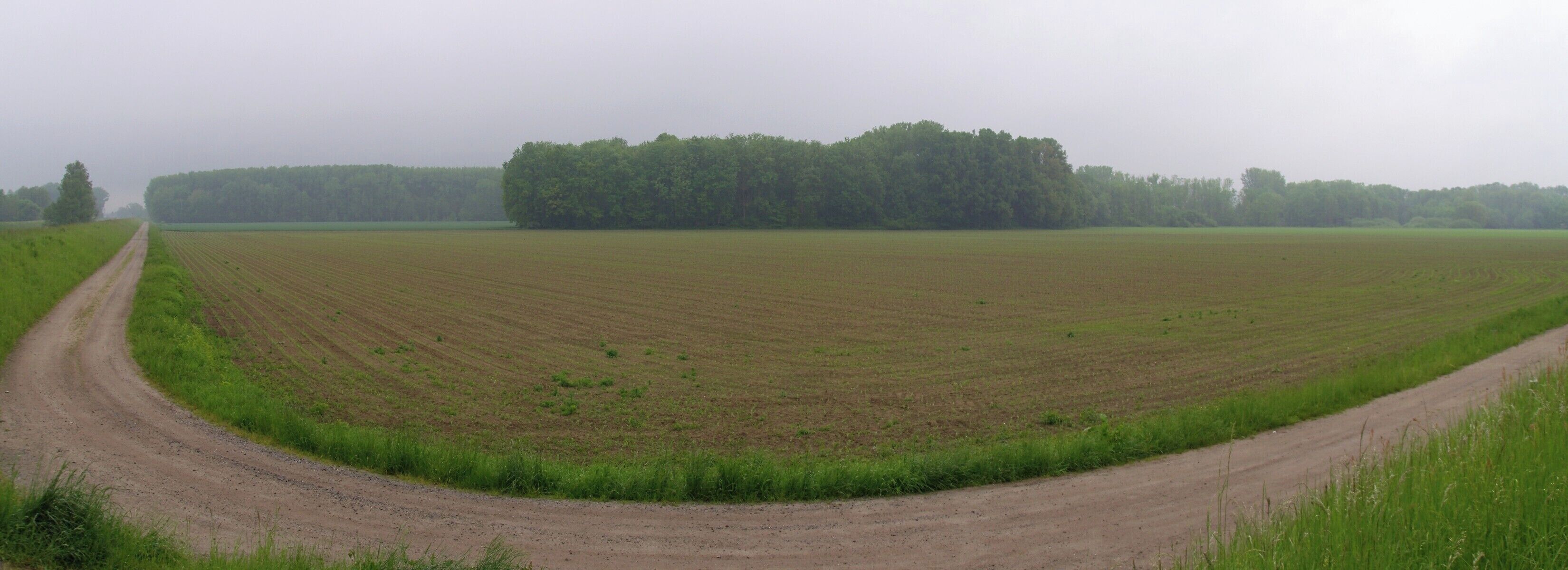 A rural landscape with a dirt road curving through a field, bordered by a forest.