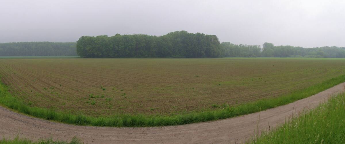 A rural landscape with a dirt road curving through a field, bordered by a forest.