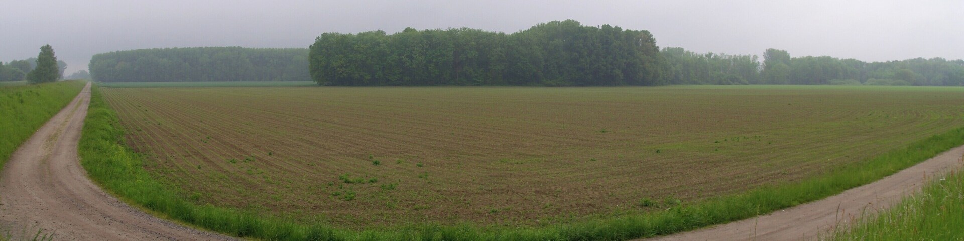 A rural landscape with a dirt road curving through a field, bordered by a forest.