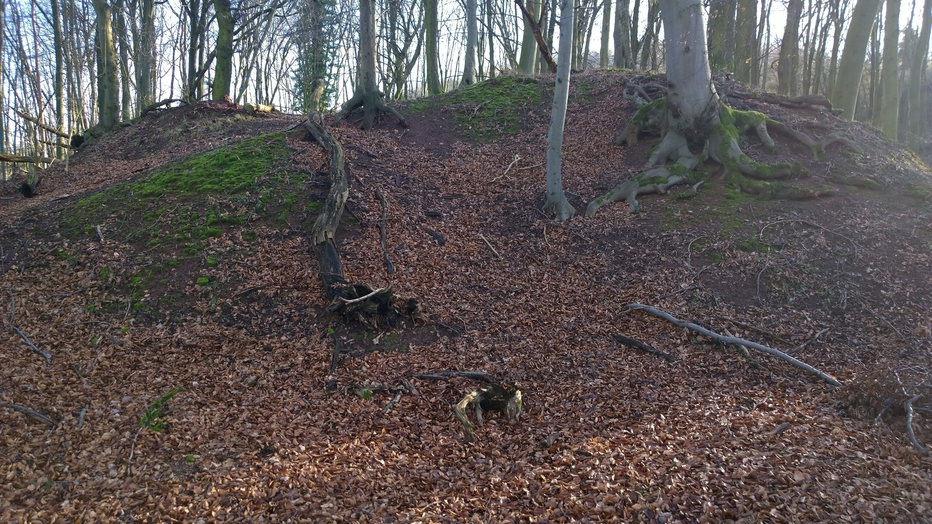 A forest with a fallen tree, leaf-covered ground, and mossy tree trunks.