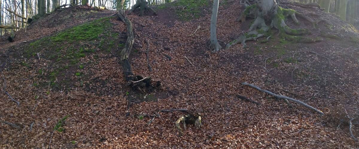 A forest with a fallen tree, leaf-covered ground, and mossy tree trunks.