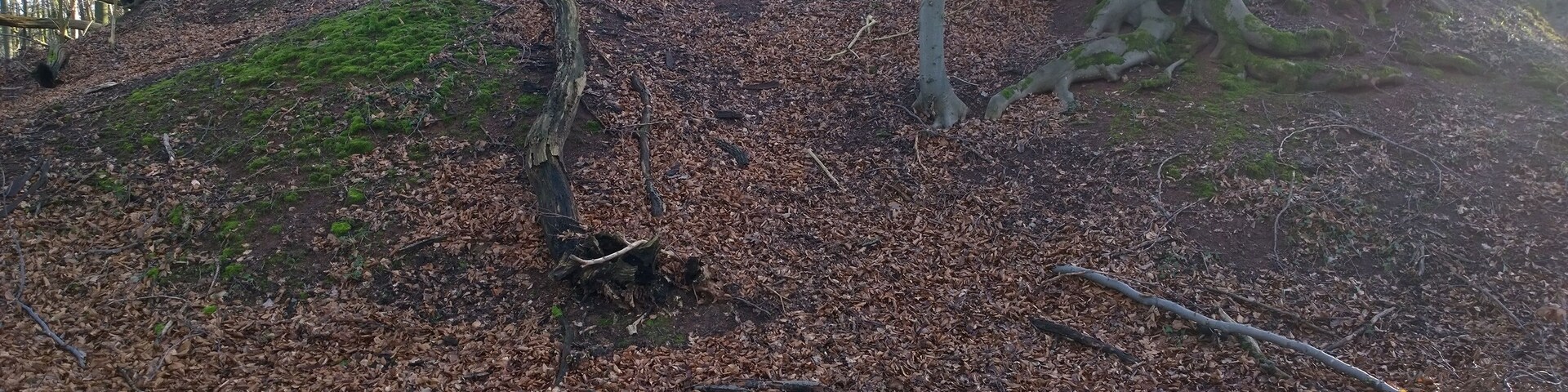 A forest with a fallen tree, leaf-covered ground, and mossy tree trunks.