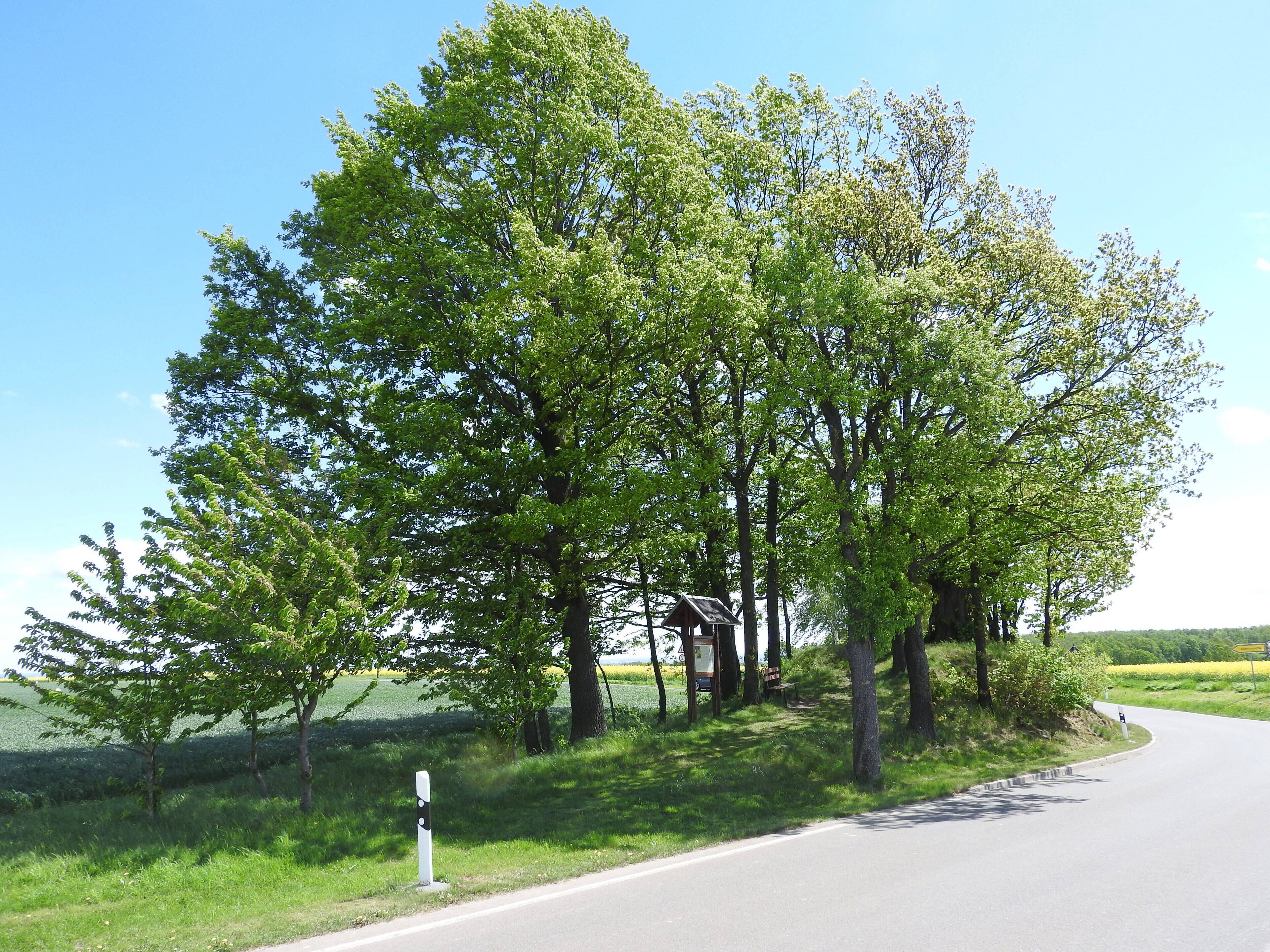A rural road with a wooden structure and trees.