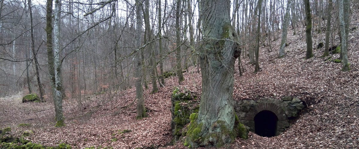 A forest with a stone bridge and a tunnel entrance.