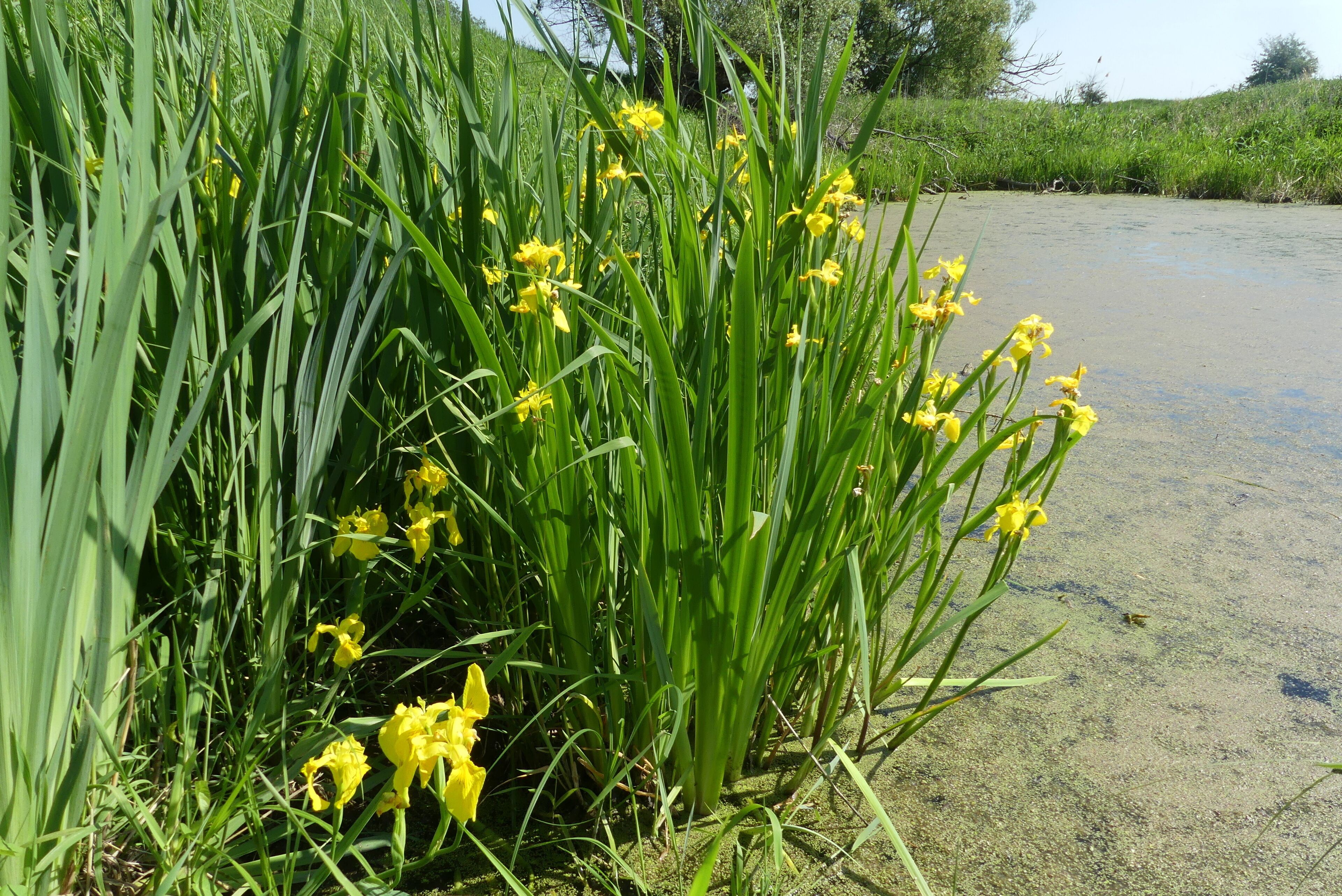 Wo das Flüsschen Ehle kurz vor der Mündung in die Elbe noch in ihrem natürlichen Bett dahinfließt, haben sich an wenigen Uferstellen - noch im Wasser stehend - kräftige Stauden der Sumpf-Schwertlilie, Iris pseudacorus, behaupten können. Das 2018 spät einsetzende, dann anhaltend warme Frühlingswetter hat sie schnell erblühen lassen. Mitte Mai ist diese Staude schon beim "Abblühen".