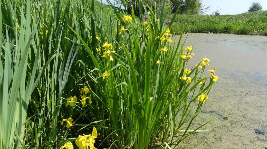 Wo das Flüsschen Ehle kurz vor der Mündung in die Elbe noch in ihrem natürlichen Bett dahinfließt, haben sich an wenigen Uferstellen - noch im Wasser stehend - kräftige Stauden der Sumpf-Schwertlilie, Iris pseudacorus, behaupten können. Das 2018 spät einsetzende, dann anhaltend warme Frühlingswetter hat sie schnell erblühen lassen. Mitte Mai ist diese Staude schon beim "Abblühen".