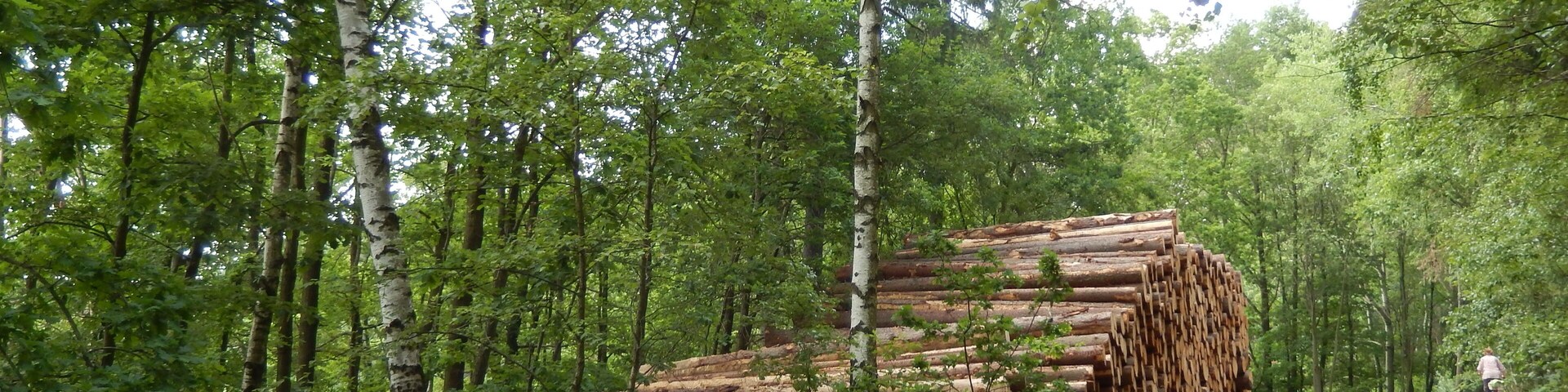 Klingenberg: Talsperren-Rundweg, Sturmschaden LSG Tal der Wilden WeiĂeritz, CDDA-Code 324988