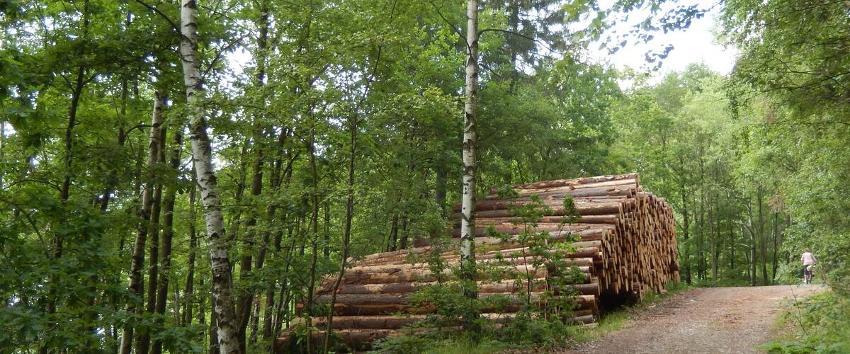 A forest with a dirt path and a stack of logs.