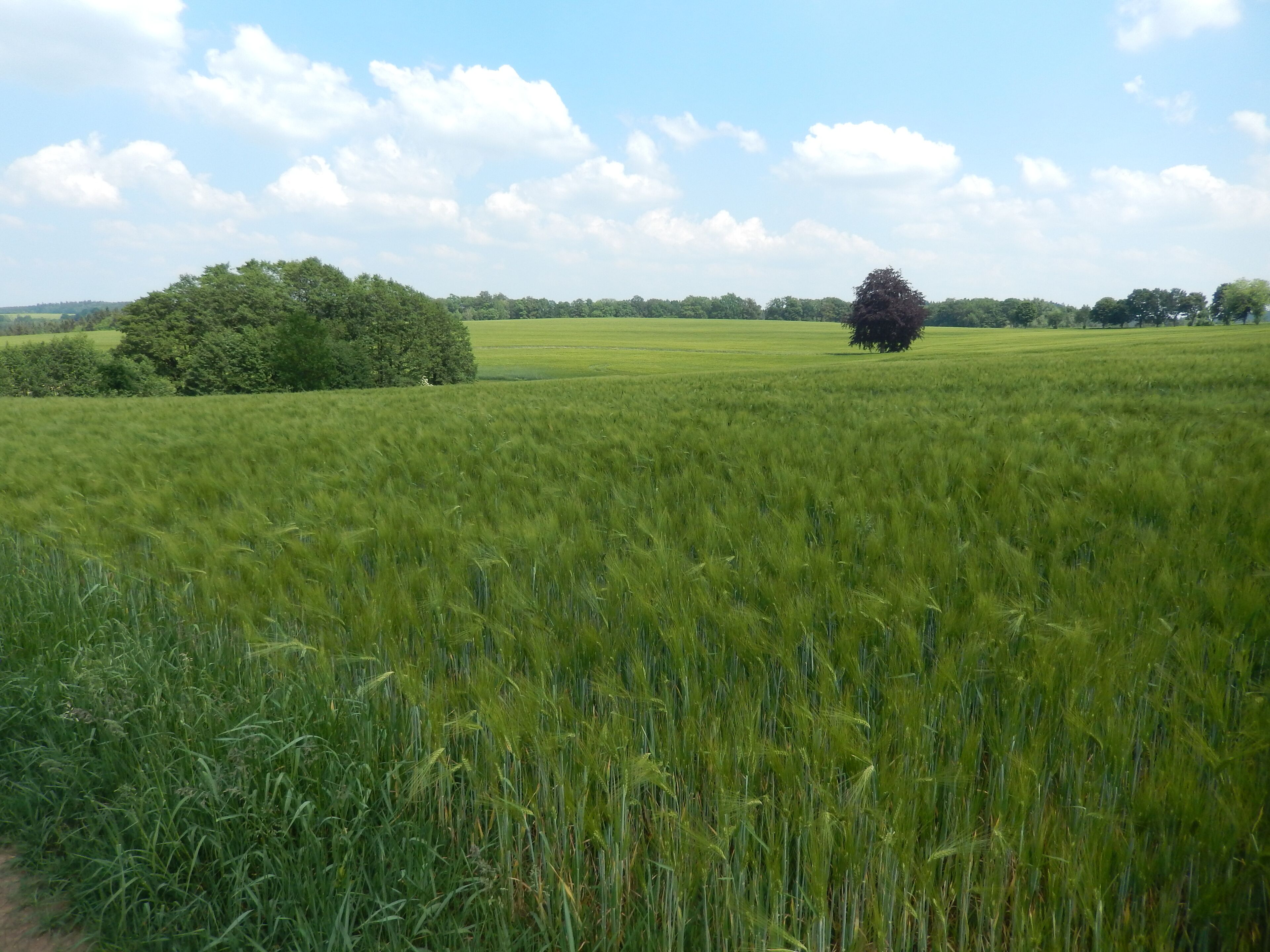 Pretzschendorf: Holzmühlenweg zum Zaßprich, LSG Tal der Wilden Weißeritz, CDDA-Code 324988