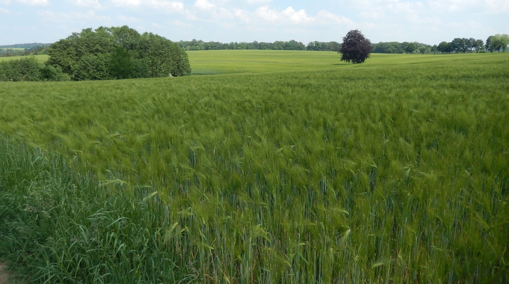 Pretzschendorf: Holzmühlenweg zum Zaßprich, LSG Tal der Wilden Weißeritz, CDDA-Code 324988