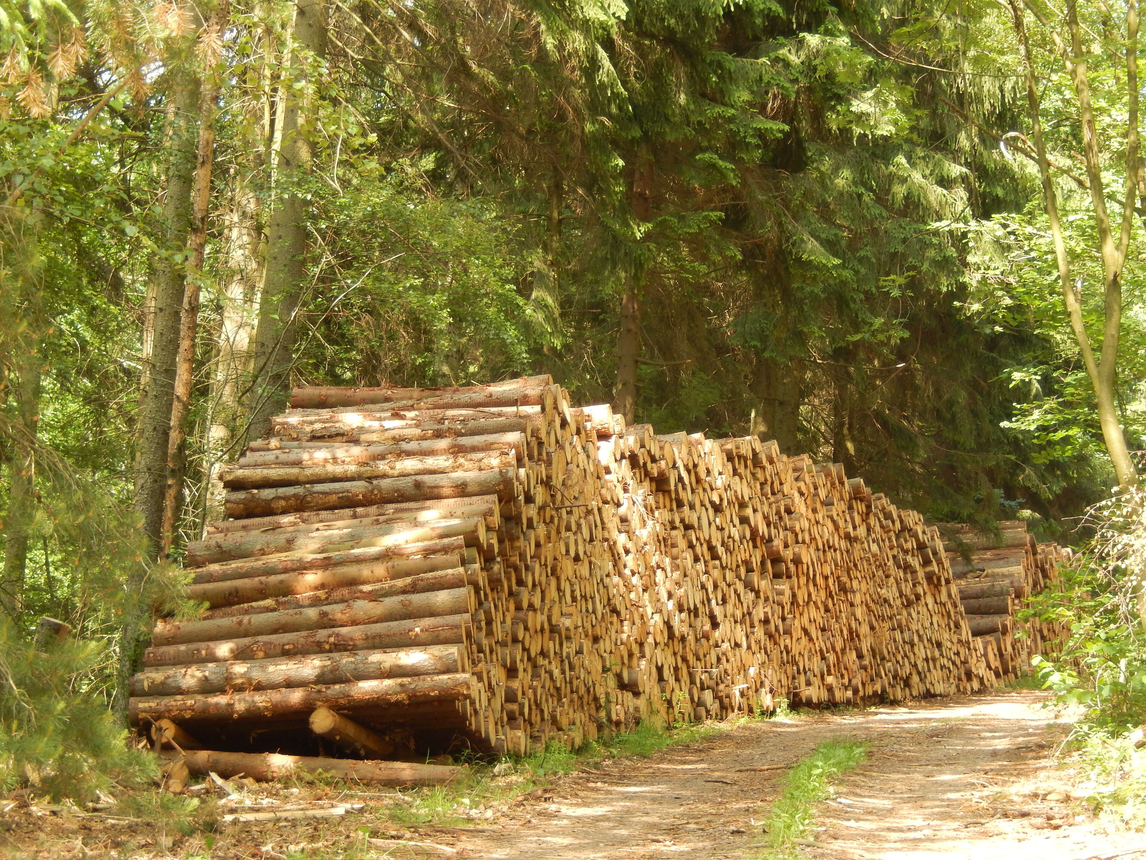 Klingenberg: Talsperren-Rundweg, Sturmschaden LSG Tal der Wilden Weißeritz, CDDA-Code 324988