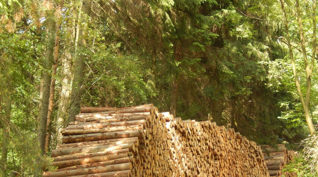 Klingenberg: Talsperren-Rundweg, Sturmschaden LSG Tal der Wilden Weißeritz, CDDA-Code 324988