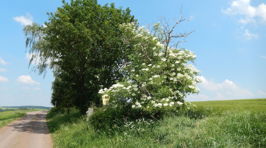 Klingenberg: Holzmühlenweg LSG Tal der Wilden Weißeritz, CDDA-Code 324988
