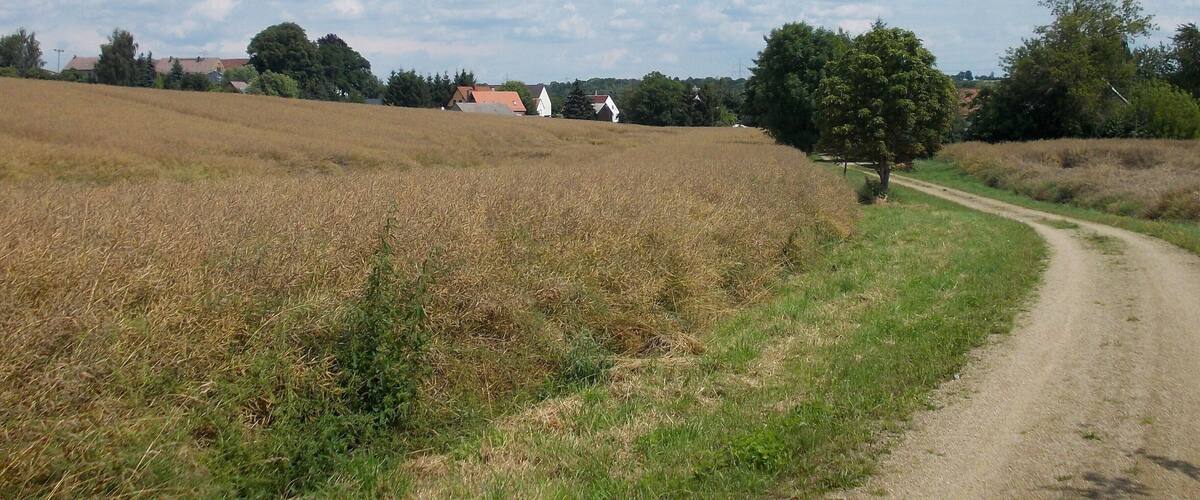 A rural landscape with a dirt road curving through fields, houses in the background, and a clear sky with clouds.