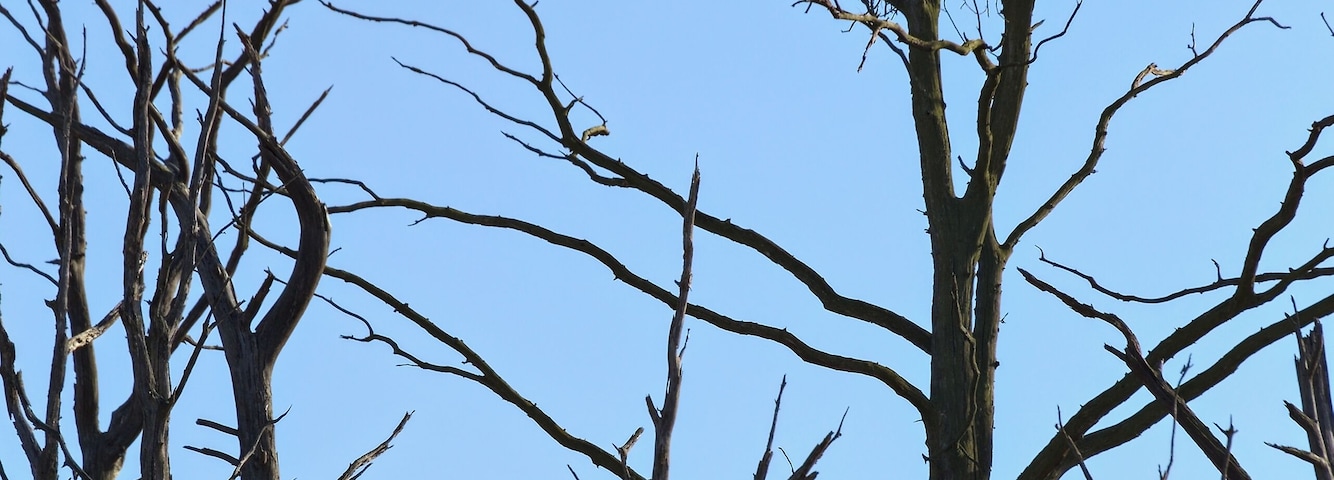 Aerie of a white-tailed eagle in NSG Kieshofer Moor in Mecklenburg-Vorpommern.