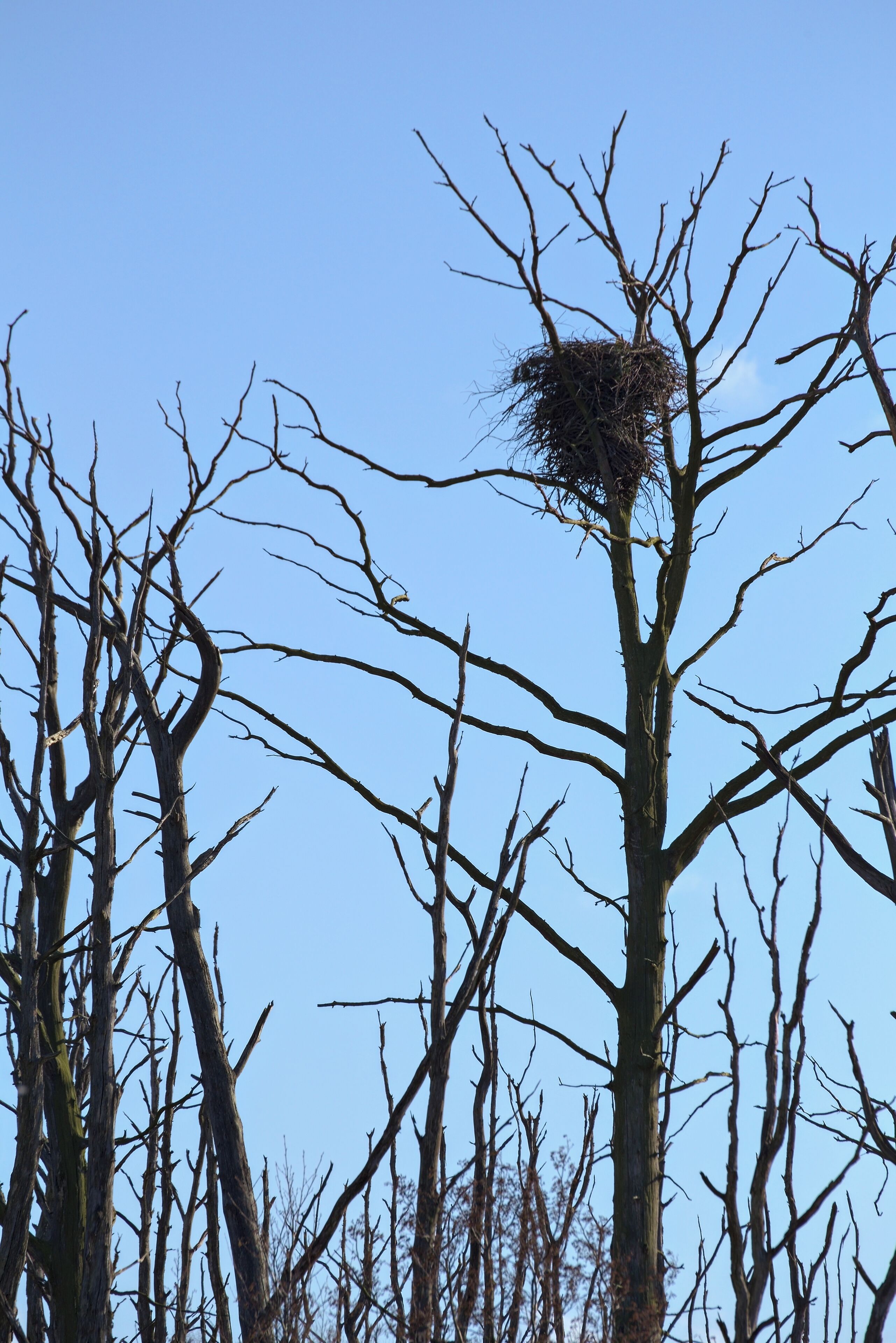 A nest in a tree.
