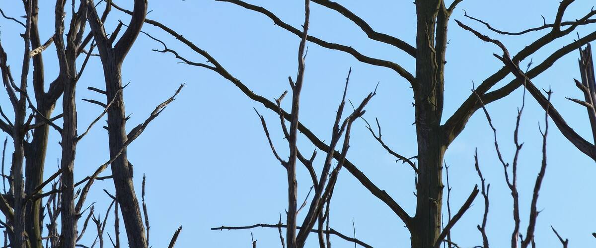 A nest in a tree.