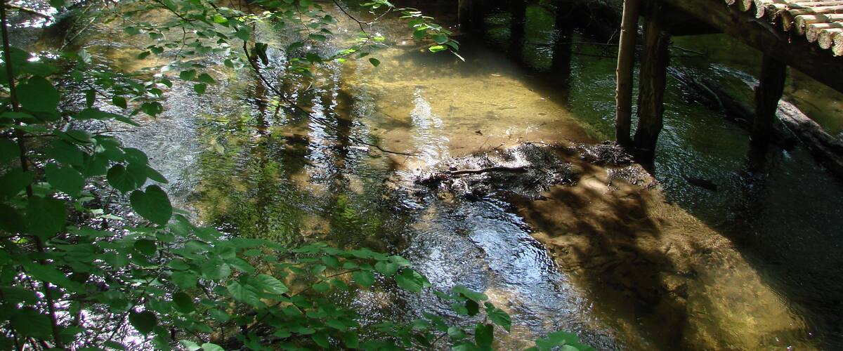 A wooden bridge over a clear stream surrounded by dense green foliage.