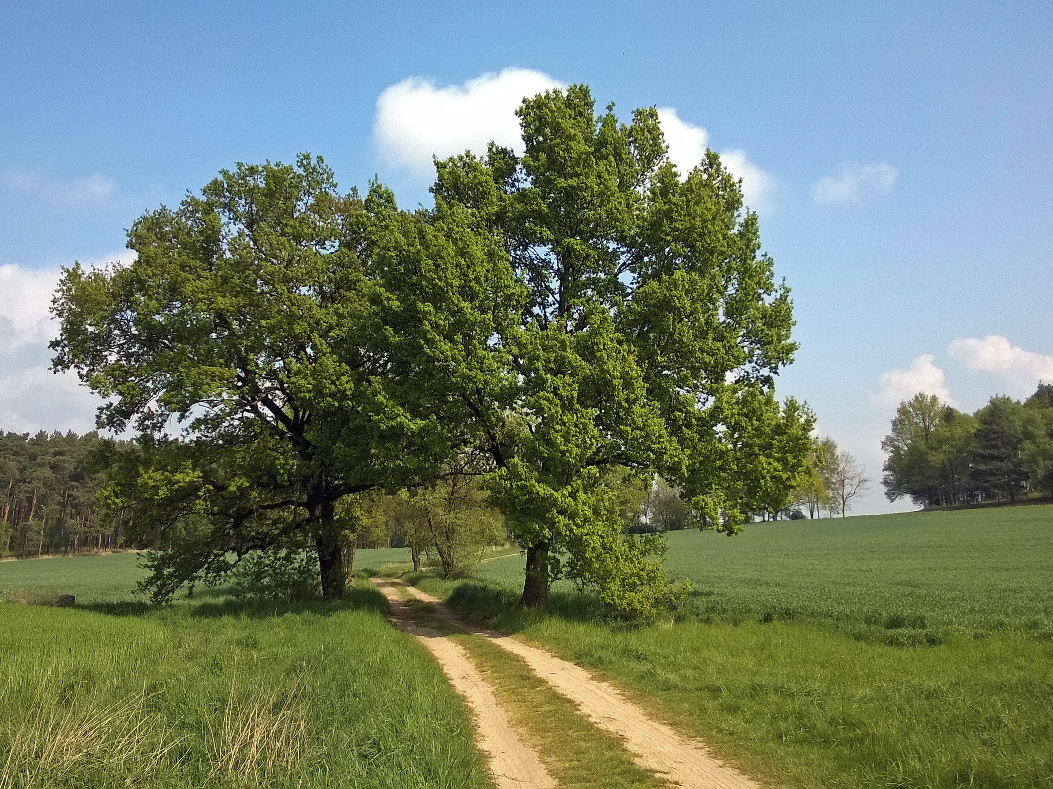 Landschaft am Grenzstein Nr. 65 Historische Landesgrenze Königreich Sachsen Königreich Preußen 1815 (Wiener Kongress)