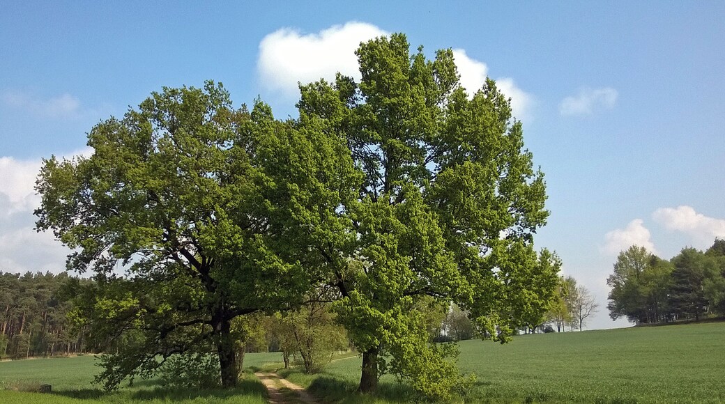 Landschaft am Grenzstein Nr. 65 Historische Landesgrenze Königreich Sachsen Königreich Preußen 1815 (Wiener Kongress)