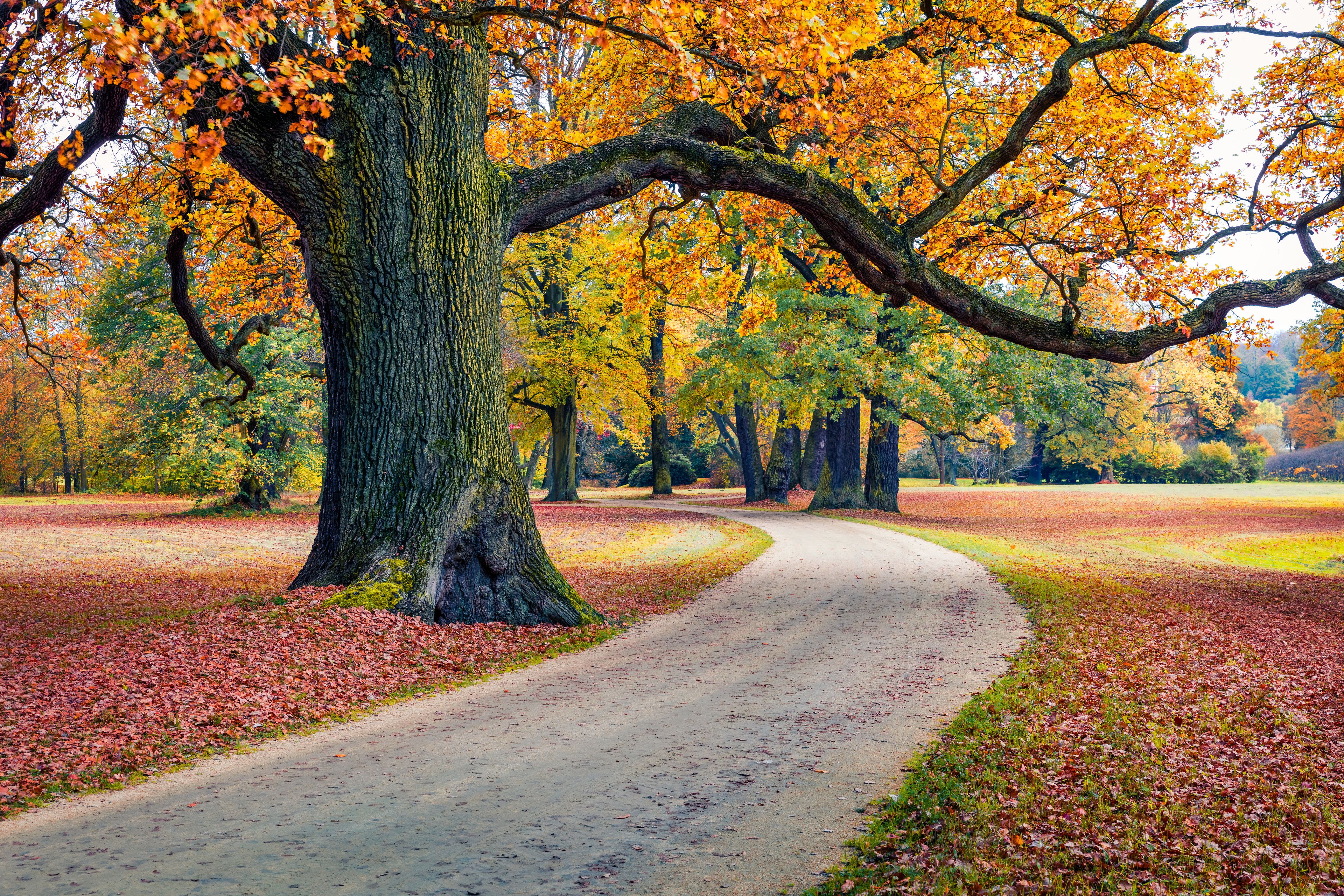 Un sentier bordé d’arbres aux feuilles d’automne.