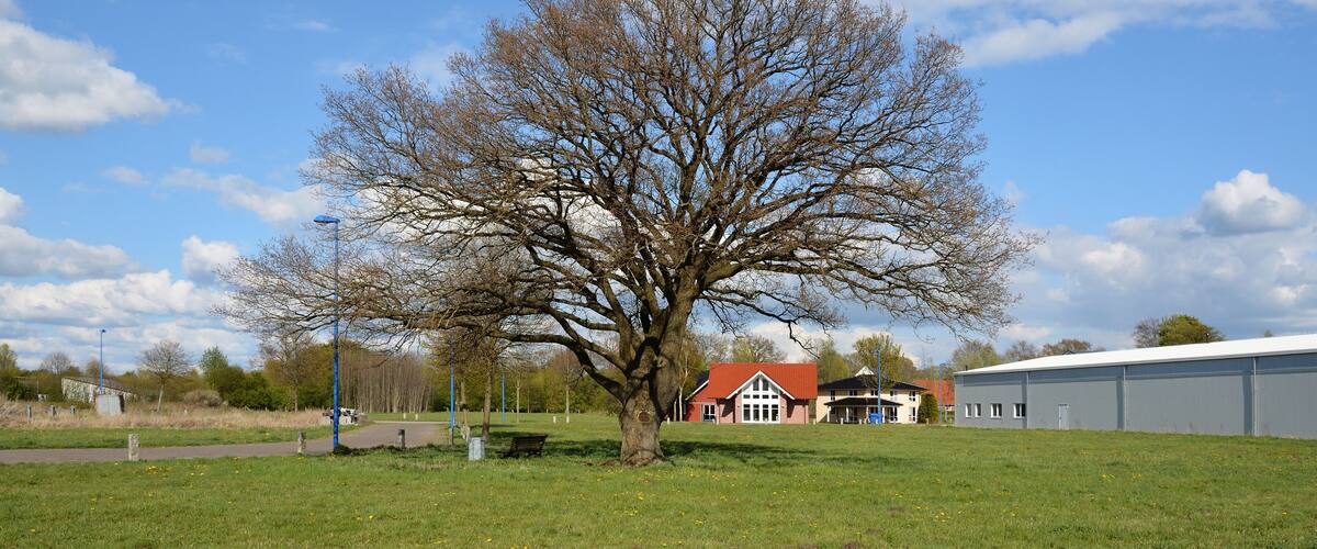 A large leafless tree in a grassy field with a red-roofed building in the background.