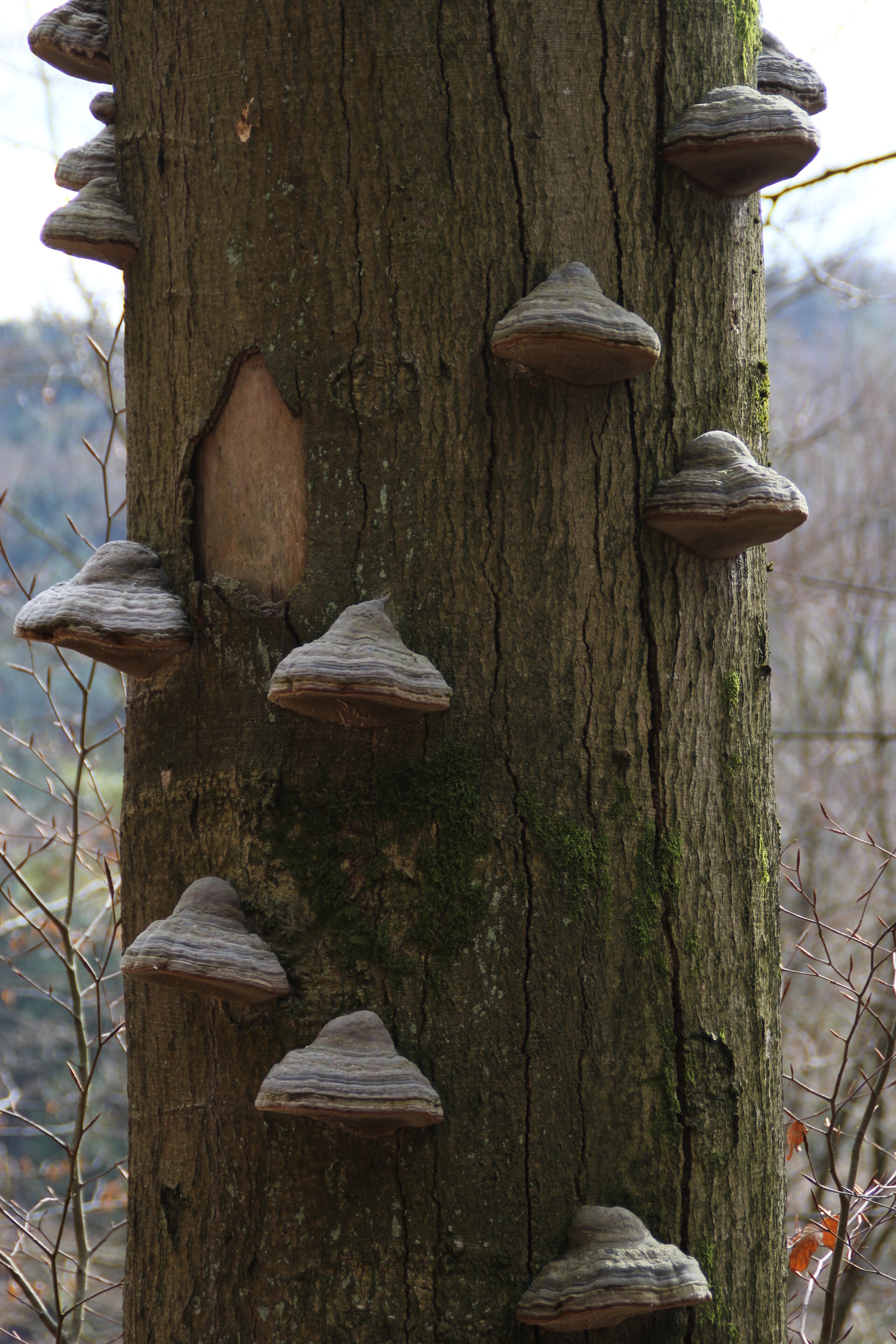 A tree trunk with multiple bracket fungi growing on it.