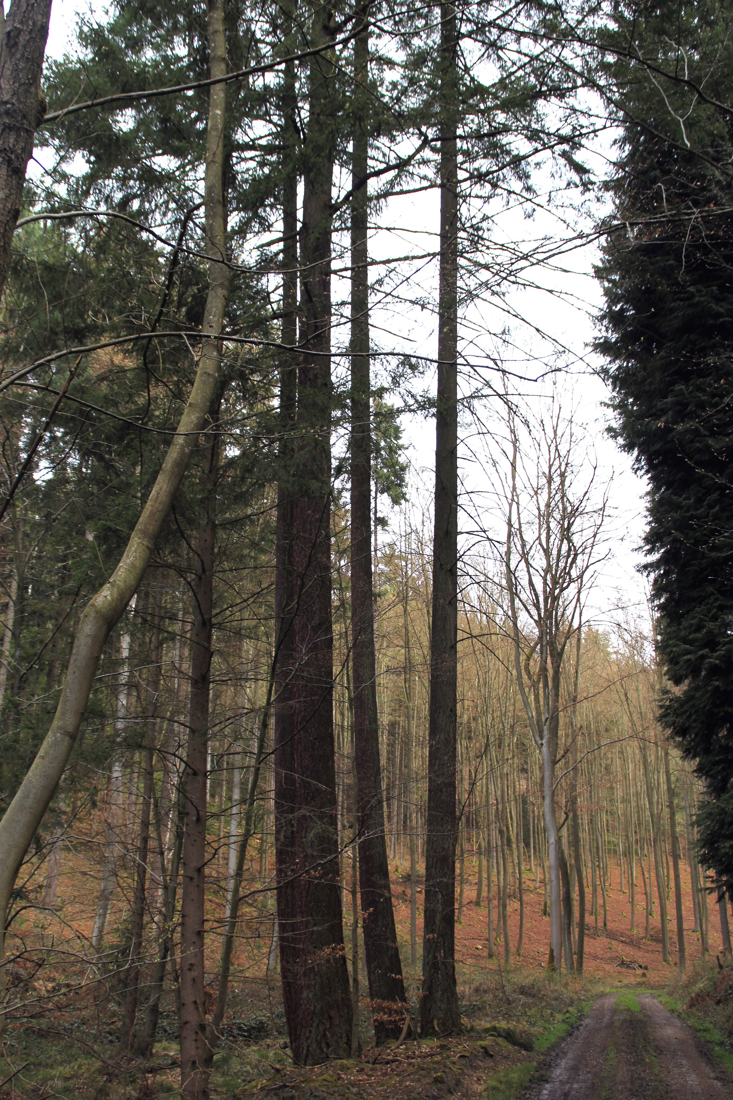 Pseudotsuga in unincorporated area Schöllkrippener Forst east of Sommerkahl, Bavaria
