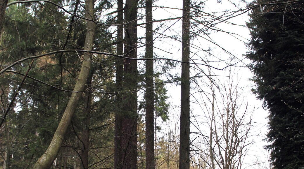 Pseudotsuga in unincorporated area Schöllkrippener Forst east of Sommerkahl, Bavaria