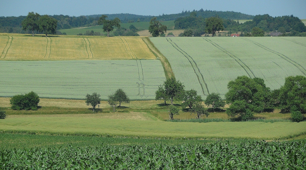 Schefflenz-Oberschefflenz, Gewann Birkich, Blick nach (Nord-)Osten; Juni 2015