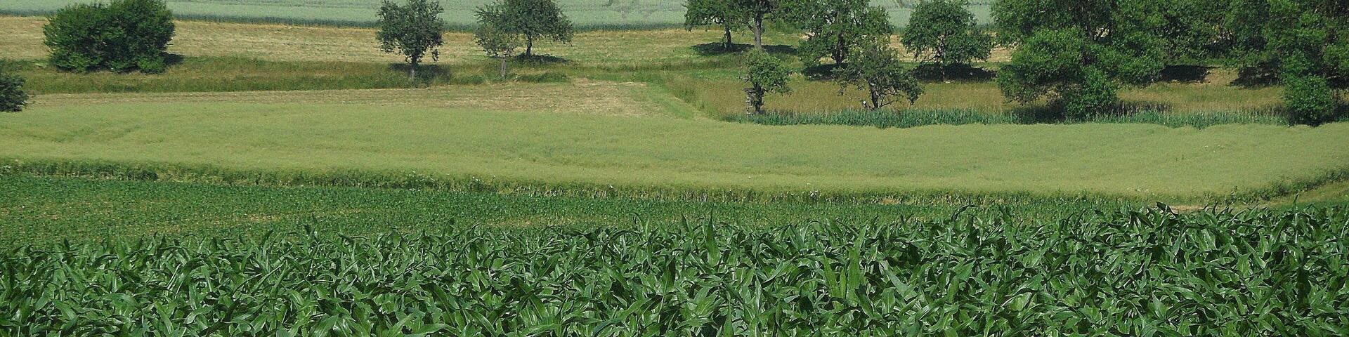 Schefflenz-Oberschefflenz, Gewann Birkich, Blick nach (Nord-)Osten; Juni 2015