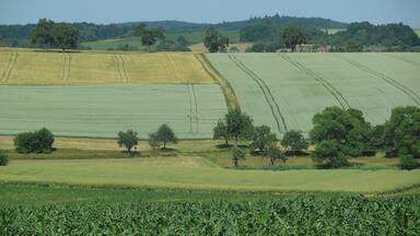 Schefflenz-Oberschefflenz, Gewann Birkich, Blick nach (Nord-)Osten; Juni 2015