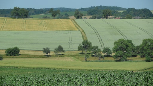 Schefflenz-Oberschefflenz, Gewann Birkich, Blick nach (Nord-)Osten; Juni 2015
