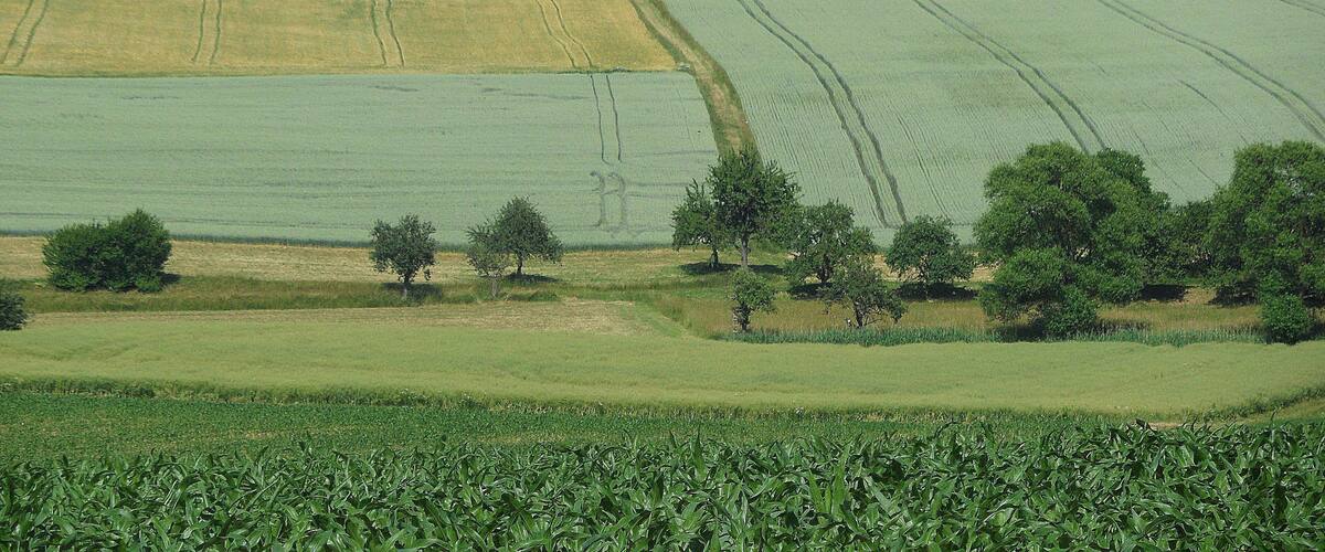 A rural landscape with fields, trees, and rolling hills.