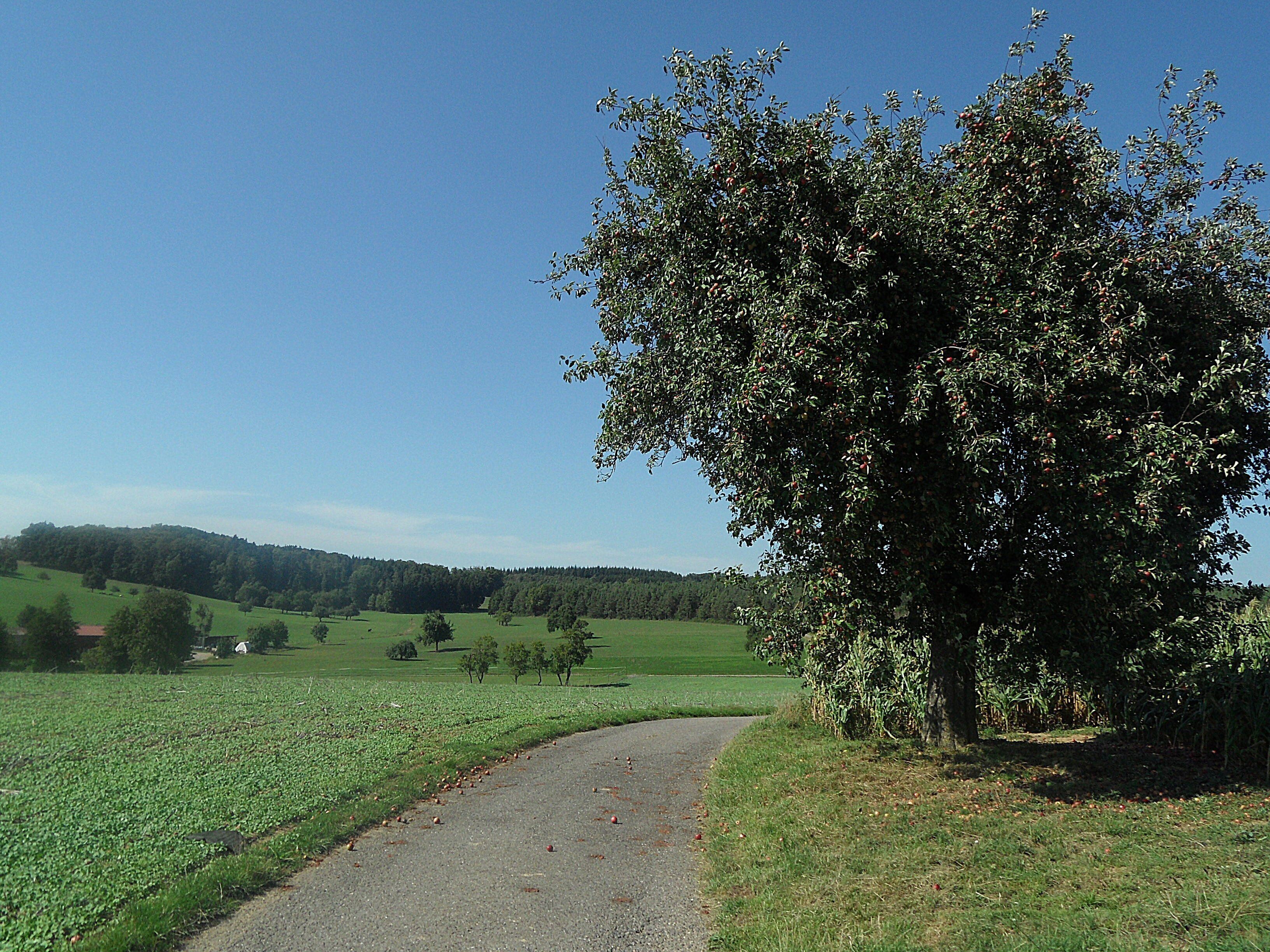 Schefflenz-Oberschefflenz, Gewann Hainbuchen Blick nach Nordwesten; August 2015