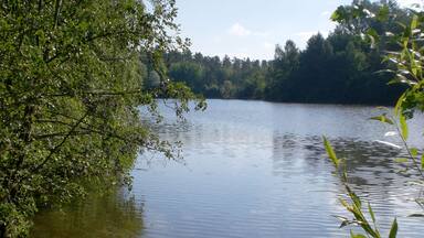 A calm lake surrounded by dense trees and a clear sky.