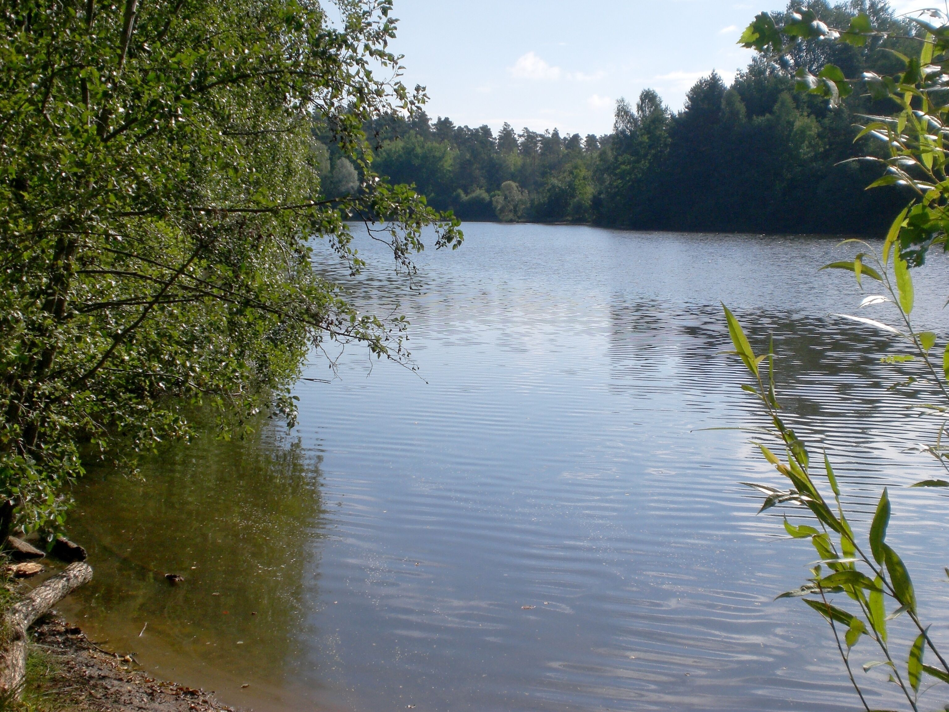 A calm lake surrounded by dense trees and a clear sky.