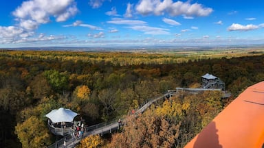 Blick auf den Baumkronenpfad im Nationalpark Hainich