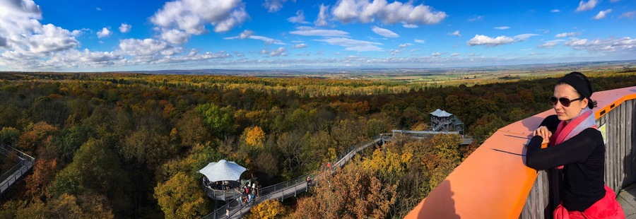 Blick auf den Baumkronenpfad im Nationalpark Hainich