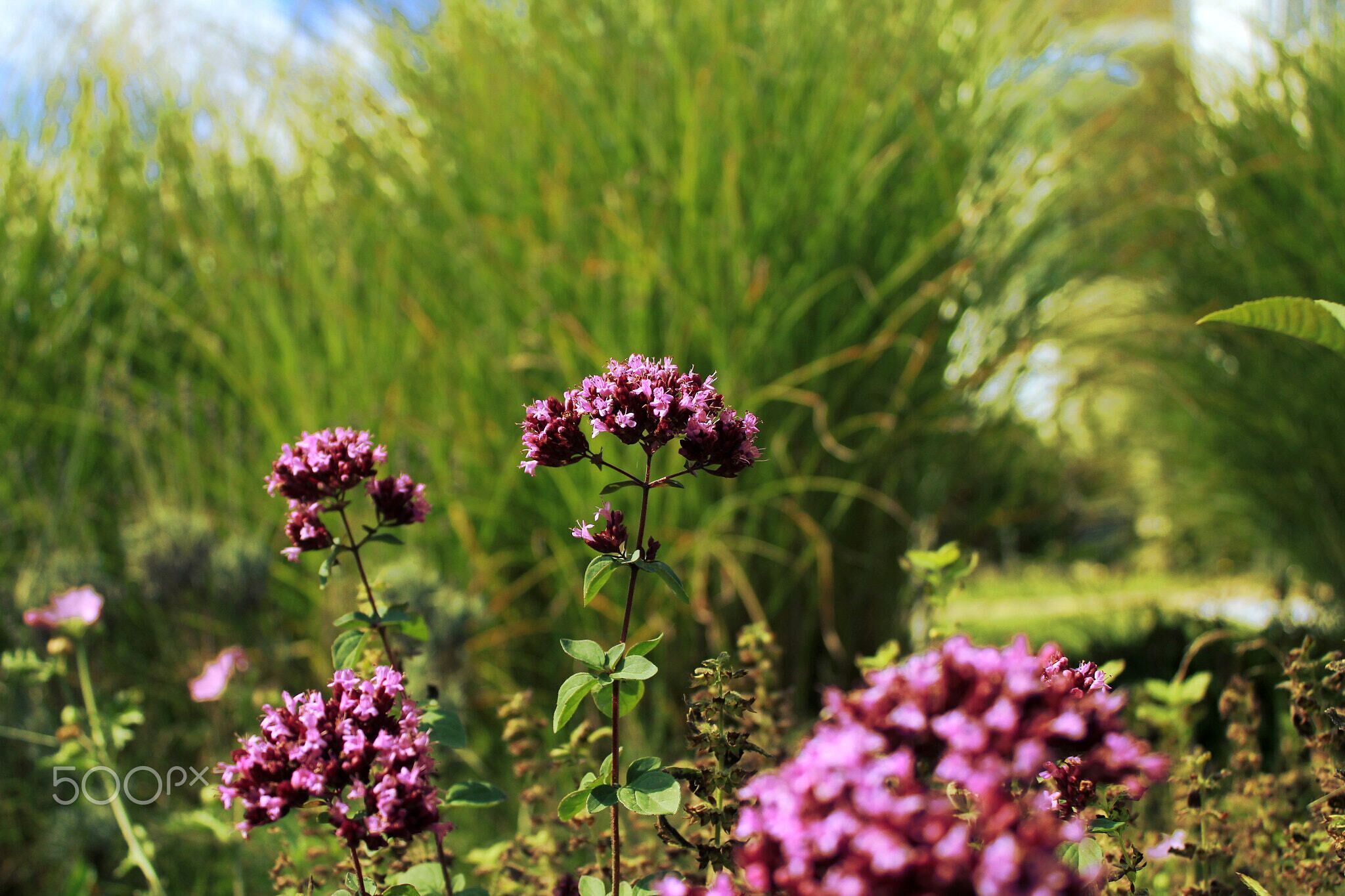 500px provided description: Purple Pink Flower [#Nature ,#Green ,#Flower ,#Natur ,#Blume ,#Purple ,#Garden ,#Gras]