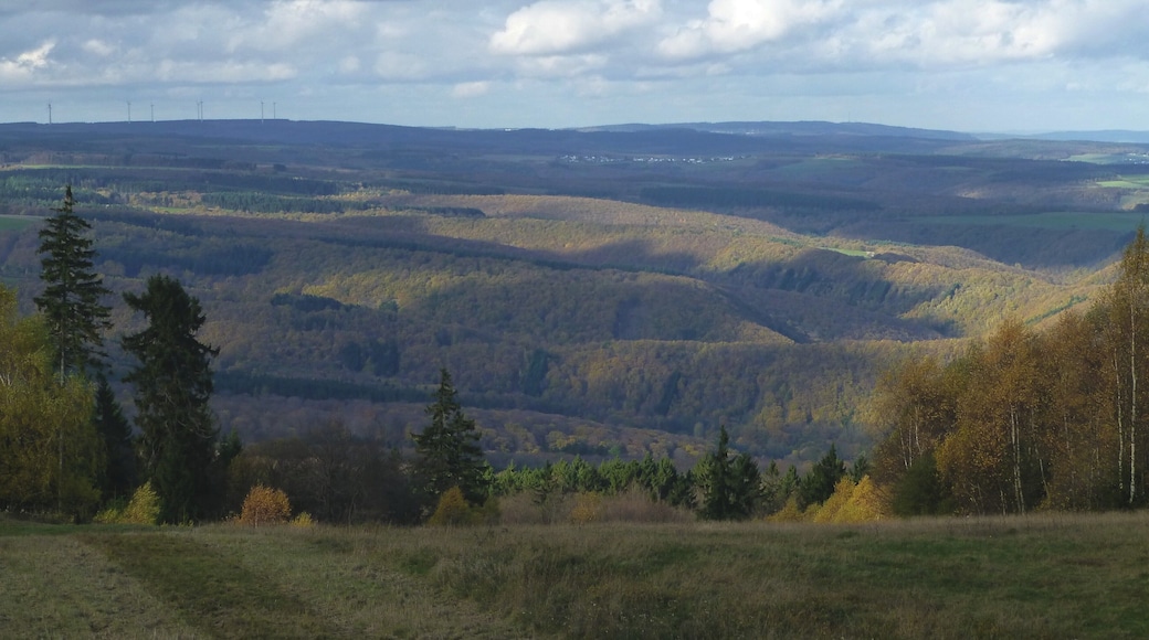 Nähe Salzkopf – Blick über den Binger Wald in Richtung Wiebelsheim