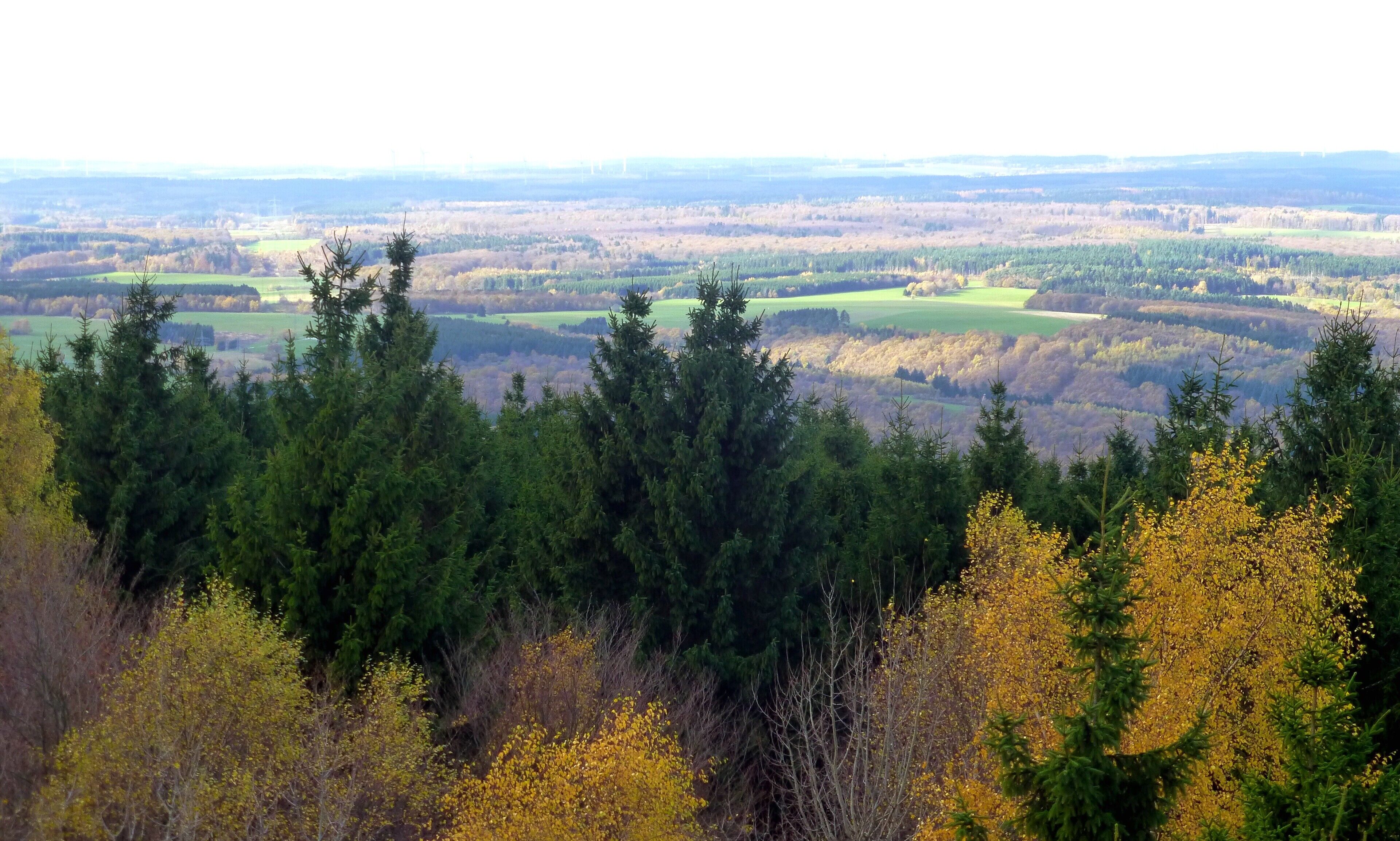 Binger Wald zwischen Dichtelbach und Manubach vom Salzkopf aus gesehen