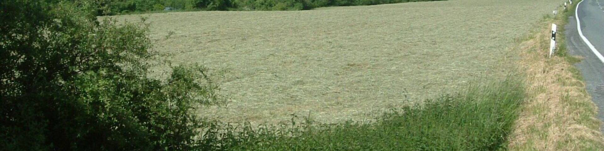 Blick ĂŒber die Feldflur westlich von Waltringen. Wiese links der StraĂe (Waltringer Weg) im Naturschutzgebiet âRuhraueâ (NSG SO-016) in Ense. Im Hintergrund ist die Ruhr zu sehen.