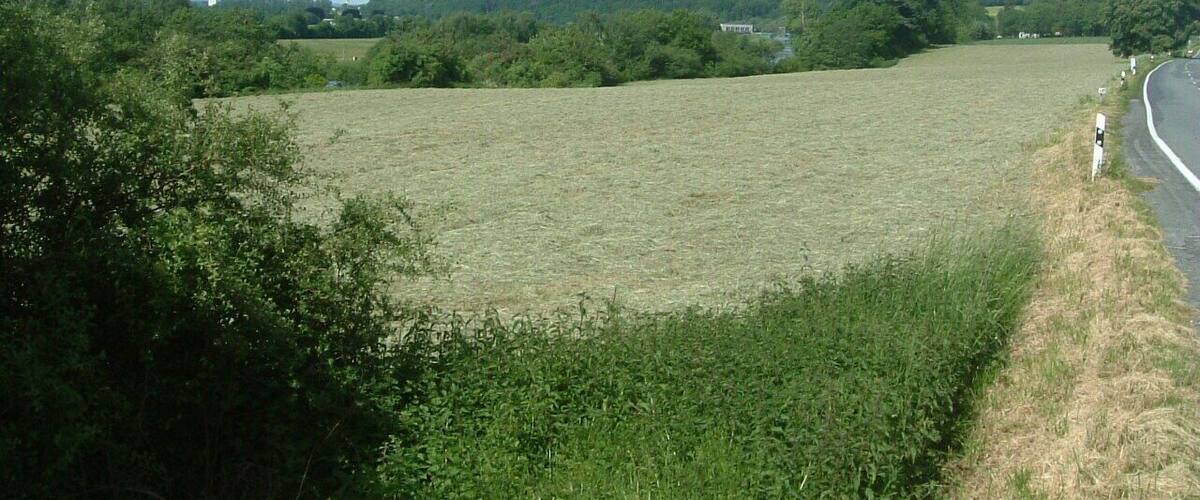A rural landscape with a field, trees, and a road curving to the right.