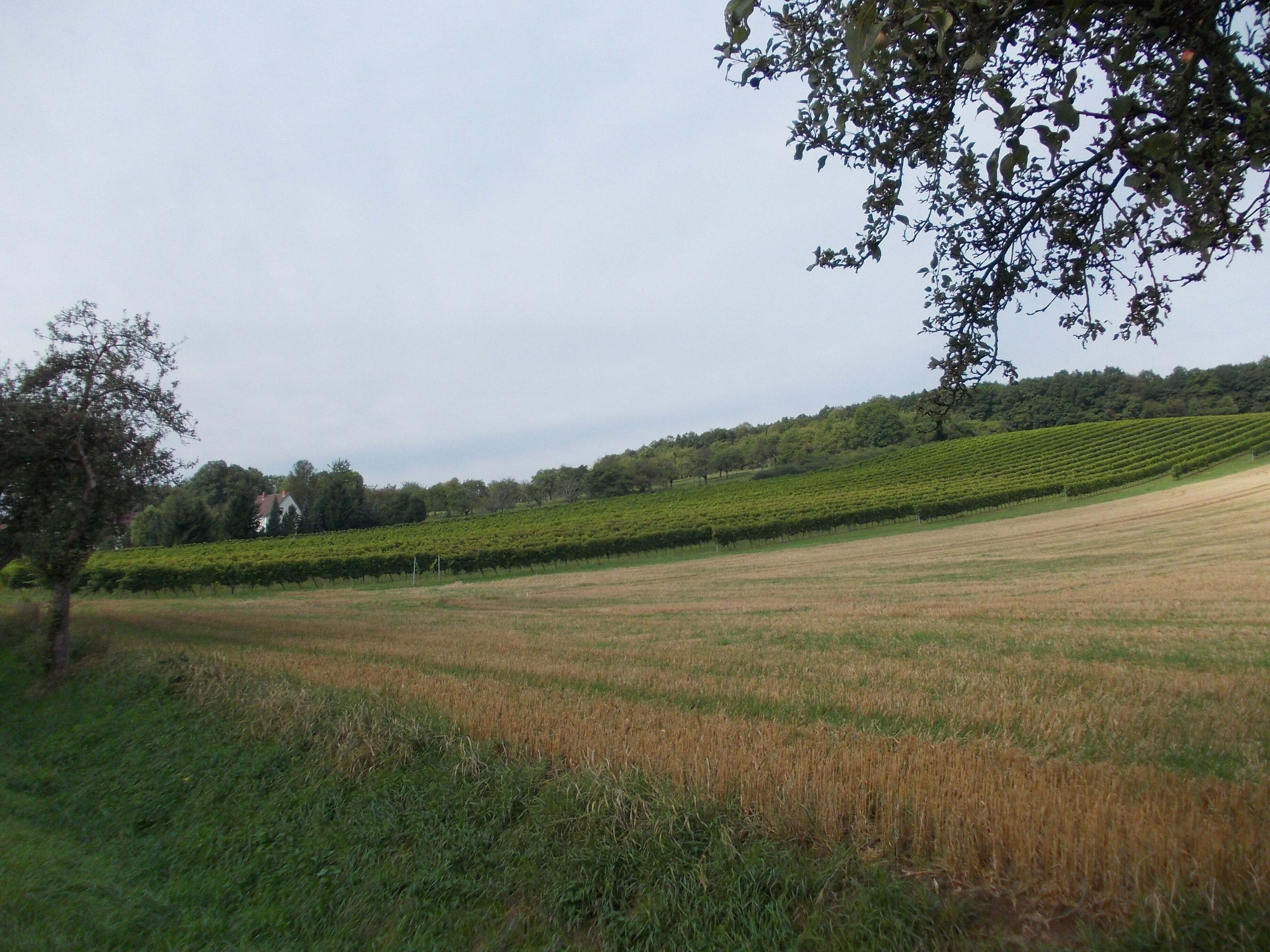 Wetterzeuber Bischofsleite vineyard (district: Burgenlandkreis, Saxony-Anhalt)