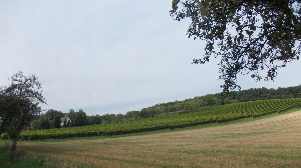 Wetterzeuber Bischofsleite vineyard (district: Burgenlandkreis, Saxony-Anhalt)