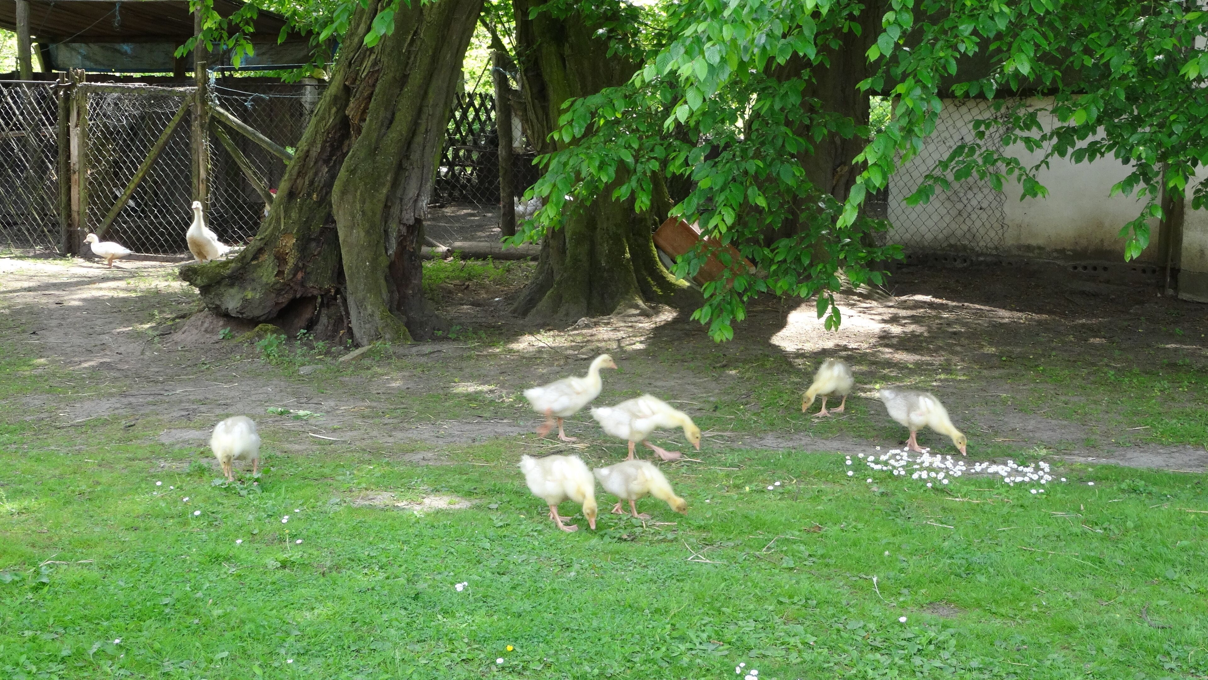 Bildtitel: Eichendorfer Mühle (19), Landwirtschaft auf dem Mühlengelände FotoNummer: 5601 Bundesland: Brandenburg Schutzgebiet 1: Naturpark(NP) "Naturpark Märkische Schweiz" Gebiets-Nummer: 3450-701 Schutzgebiet 2: Landschaftsschutzgebiet(LSG) "Naturpark Märkische Schweiz" Gebiets-Nummer: 3450-601 Schutzgebiet 3: Fauna-Flora-Habitat-Gebiet (FFH) "Schermützelsee" Gebiets-Nummer: DE 3450-307 Schutzgebiet 4: Special Protection Area (Vogelschutzgebiet) (SPA) "Märkische Schweiz" Gebiets-Nummer: DE DE 3450-401 Schutzgebiet 5: Naturschutzgebiet (NSG) "Stobbertal" Gebiets-Nummer: 3450-501 Ortsangabe: Im Hof des Mühlengeländes)